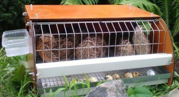 Jak vyrobit křepelčí klec?